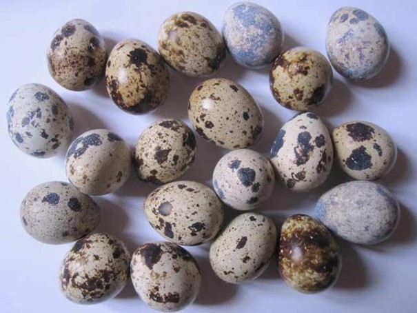 Egg Cailles